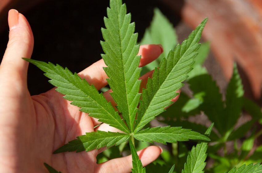  Destraban en Senado proyecto sobre regulación de cannabis