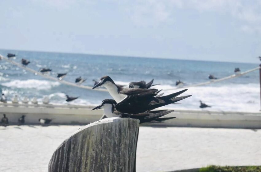  Arranca la Temporada del Charrán 2024 en Isla Mujeres