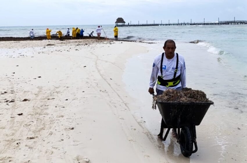  Impacto del Recale Atípico de Sargazo en Isla Mujeres: Acciones Inmediatas de Limpieza en Playa Norte