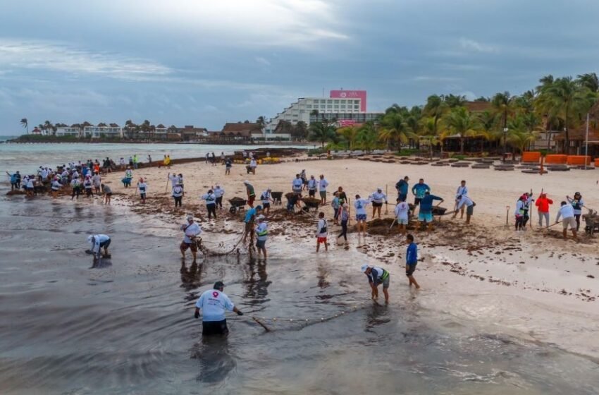  Refuerzan Limpieza de Playas en Isla Mujeres por Recale de Sargazo