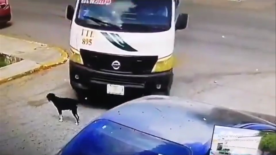 Conductor de combi atropella a perro en plena calle