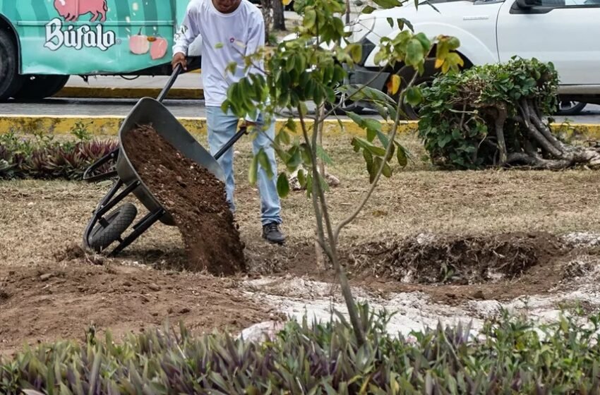Cancún lanza plan de reforestación urbana para reducir el calor extremo en colonias populares