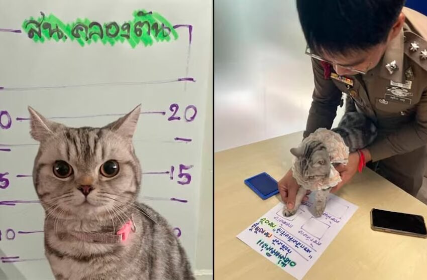 Gata rebelde se vuelve viral en Tailandia tras “ser arrestada” por atacar a policías