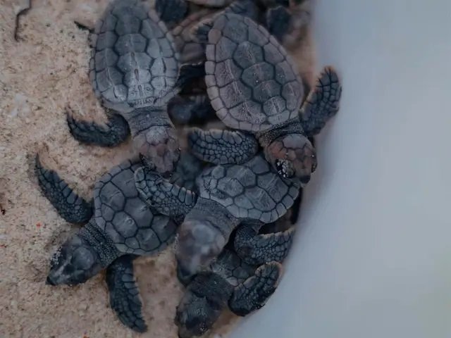 Inicia en Cancún la temporada 2025 de liberación de tortugas marinas con más de 15 mil huevos protegidos