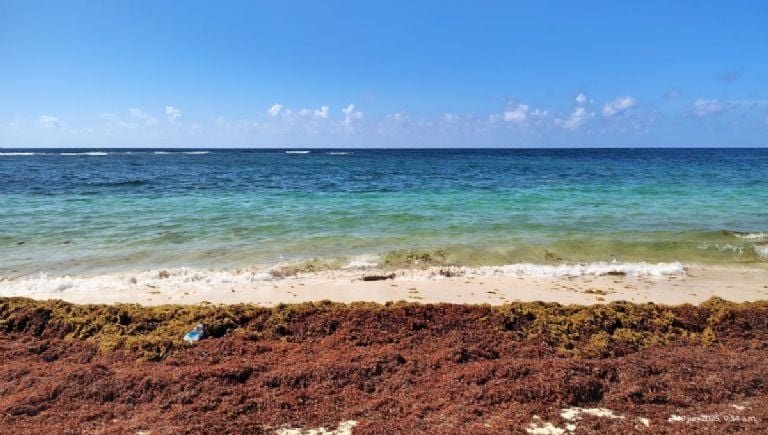México impulsará planta regional para tratar el sargazo en el Caribe durante la temporada 2025