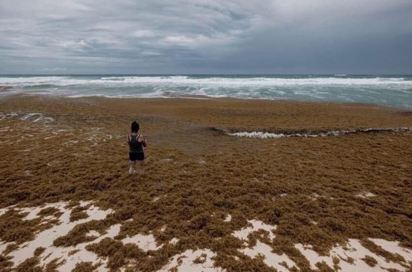 Playa Delfines en Cancún, afectada por sargazo y baja afluencia de turistas