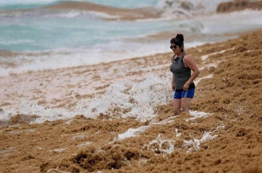  Recale de sargazo se triplica en Cancún: prevén niveles históricos durante junio