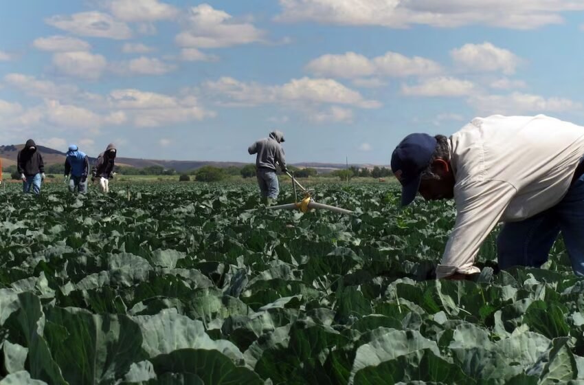 Trump admite impacto negativo de su política migratoria en sectores laborales y anuncia cambios
