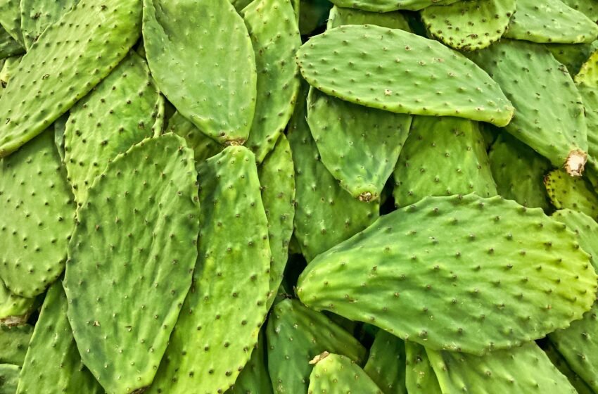 Descubre los beneficios del nopal: un superalimento mexicano para tu salud