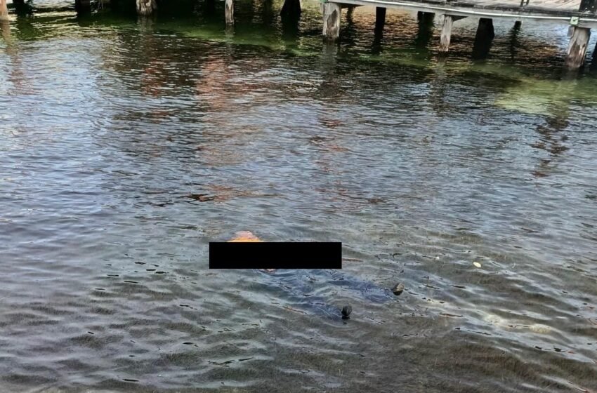  Hallan cuerpo flotando en la Laguna Nichupté, bajo el Puente Calinda en Cancún