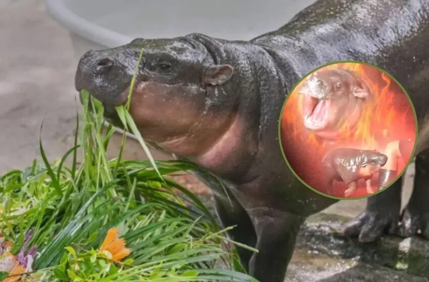  Moo Deng, la hipopótama más famosa de Tailandia, celebra su primer cumpleaños con miles de admiradores