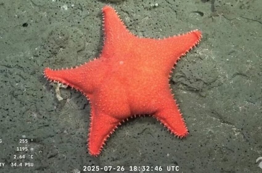 Descubren en Mar del Plata una extraña estrella de mar apodada “culona”: qué se sabe del hallazgo