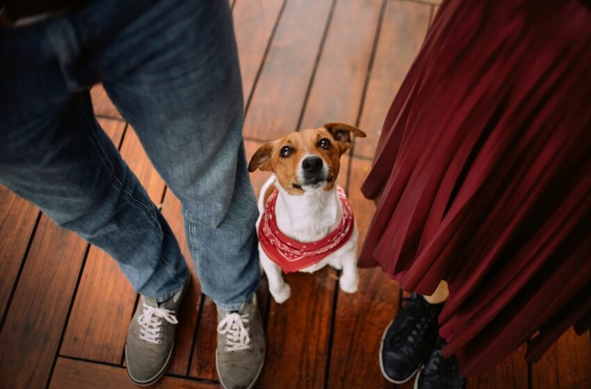  Ciudad de México aprueba custodia compartida de mascotas en casos de divorcio