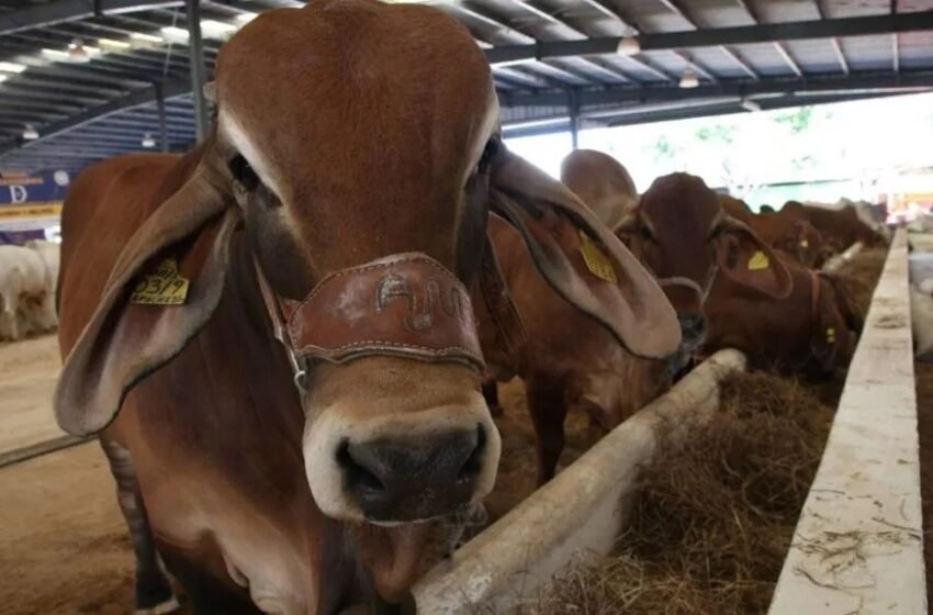  Brote de gusano barrenador en Nuevo León prende alertas en México y Estados Unidos