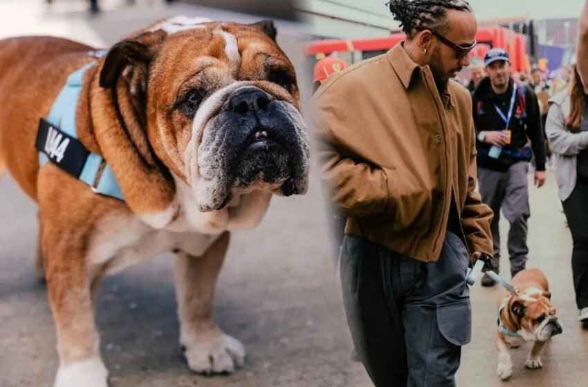 Muere Roscoe, el perro de Lewis Hamilton que conquistó la Fórmula 1