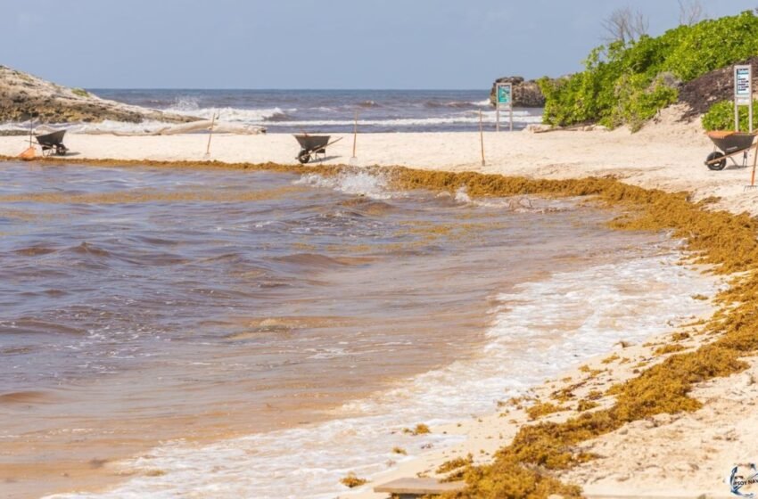  Quintana Roo y la Unión Europea impulsan la transformación del sargazo en desarrollo sostenible