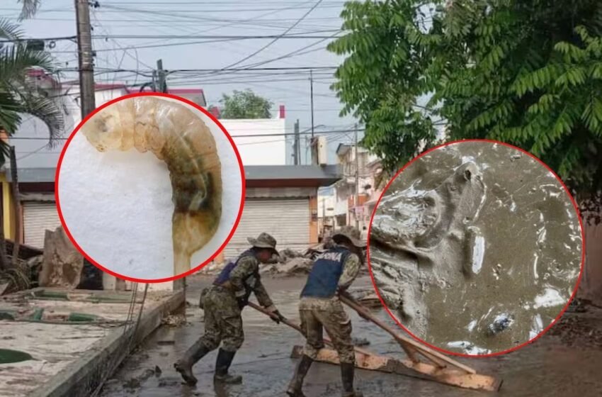 Aparece plaga de “gusanos cola de rata” en Veracruz: alertan por riesgo de infecciones