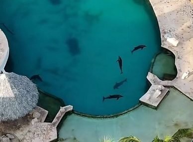  Exhiben presunto abandono de delfines en Ventura Park Cancún tras cierre del parque acuático