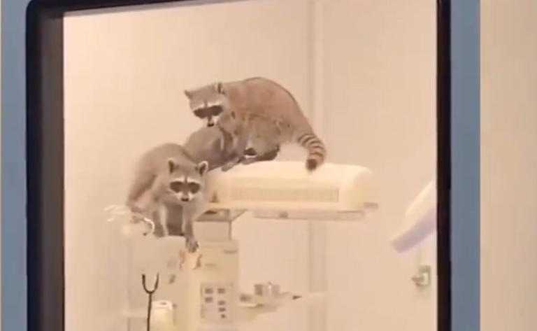  Mapaches irrumpen en quirófanos del hospital del ISSSTE en Acapulco y se vuelven virales