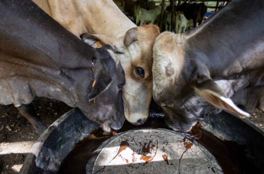  México refuerza la lucha contra el gusano barrenador del ganado