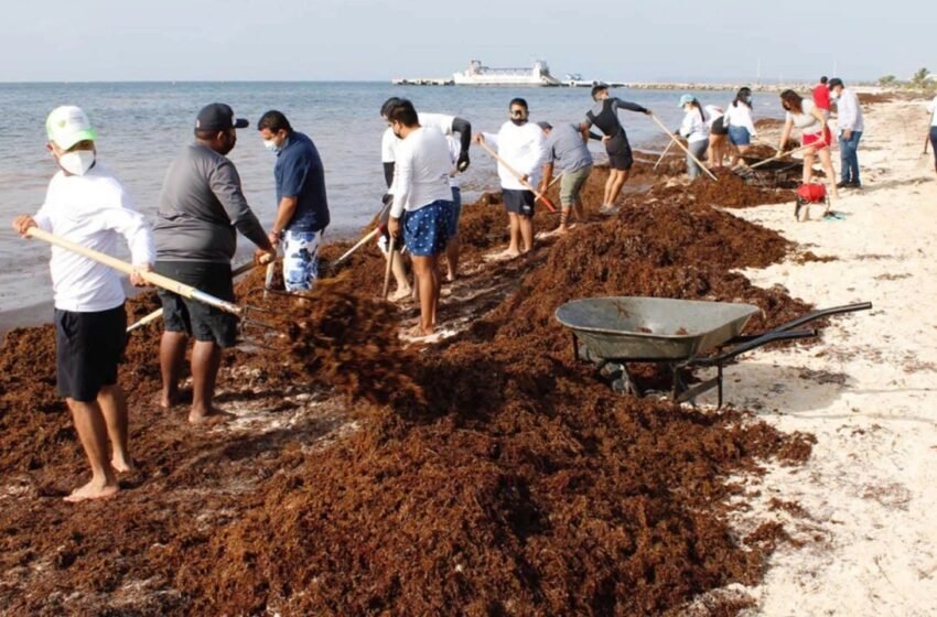  Atienden recale anticipado de sargazo en Quintana Roo