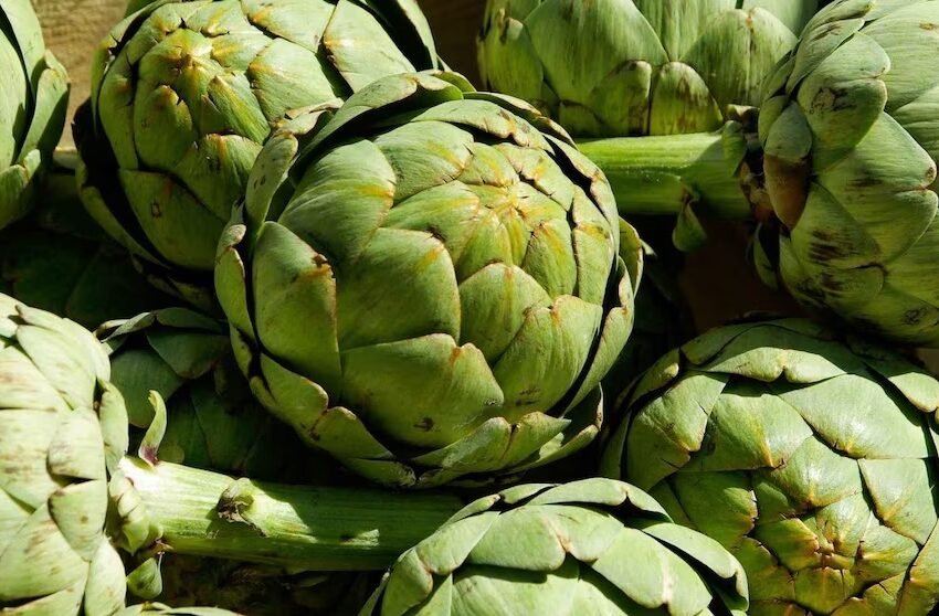  Alcachofas: propiedades, beneficios para la salud y contraindicaciones que debes conocer
