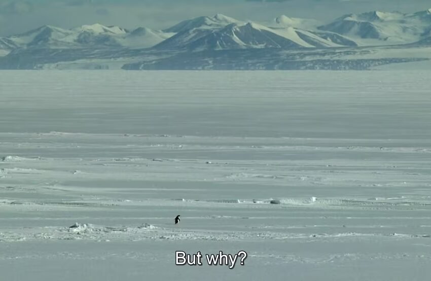 El pingüino que caminó solo hacia la nada: la historia real detrás del video que conmovió a internet