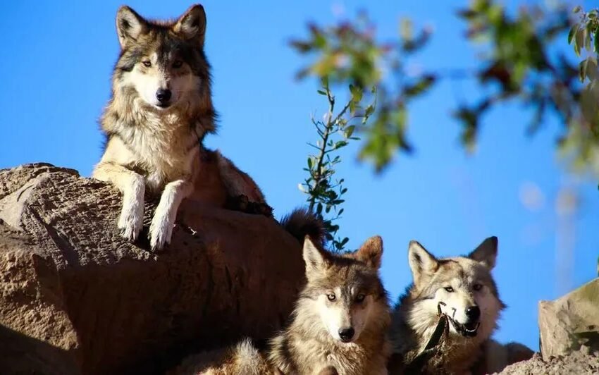  A 50 años de su extinción en vida silvestre, el lobo mexicano avanza hacia su recuperación