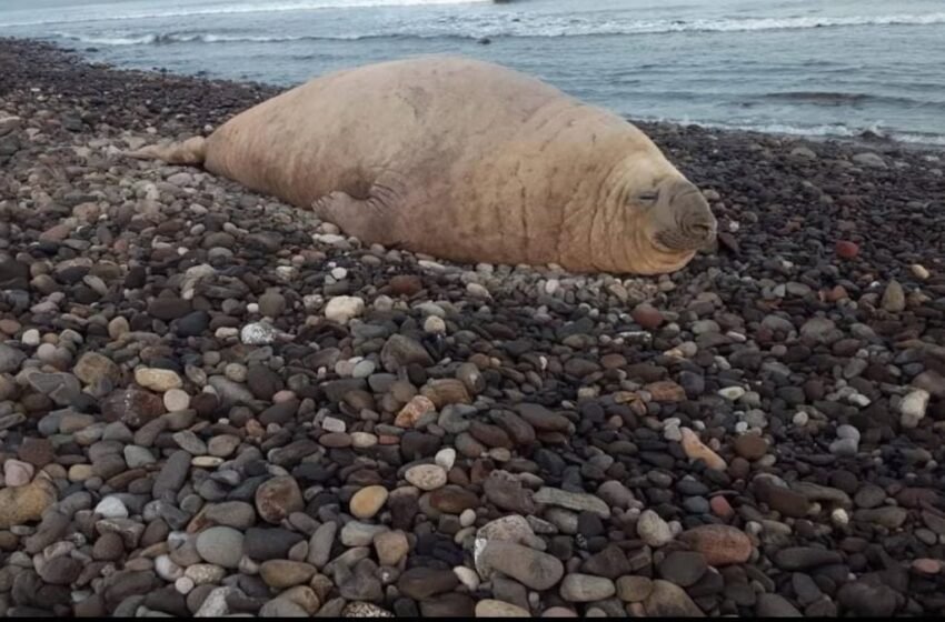  Elefante marino “Panchito” sorprende a turistas durante su descanso en playas de Nayarit