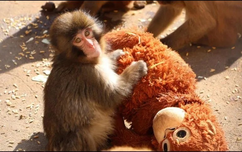  Abandonado al nacer, este bebé mono encontró en un peluche el amor que le negaron