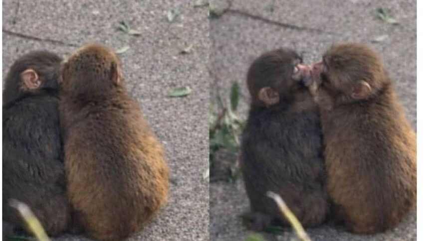  ¡El monito Punch ya tiene novia! Aiko llega a su vida y derrite las redes