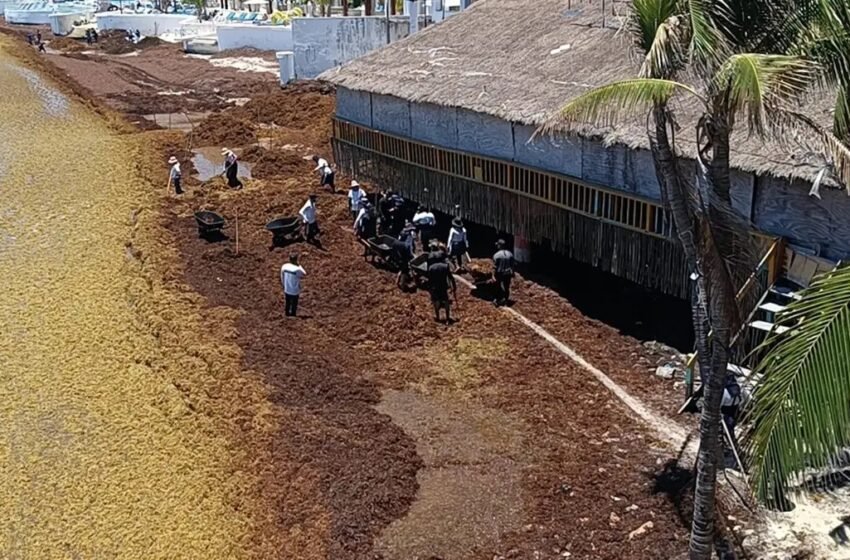  Se dispara el sargazo en Quintana Roo; la mitad de las playas del sur ya está en alerta