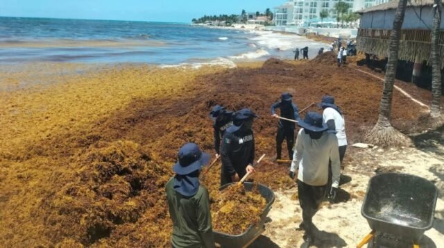  Marina recolecta 28 mil toneladas de sargazo en Quintana Roo y refuerza operativo en playas del Caribe mexicano