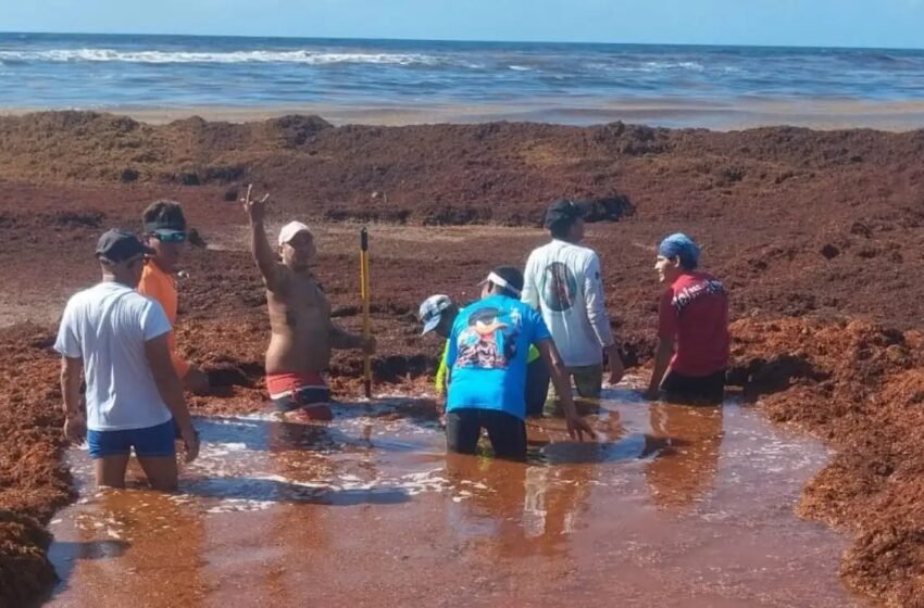  En semáforo rojo, más de la mitad de las playas de Quintana Roo por arribo de sargazo