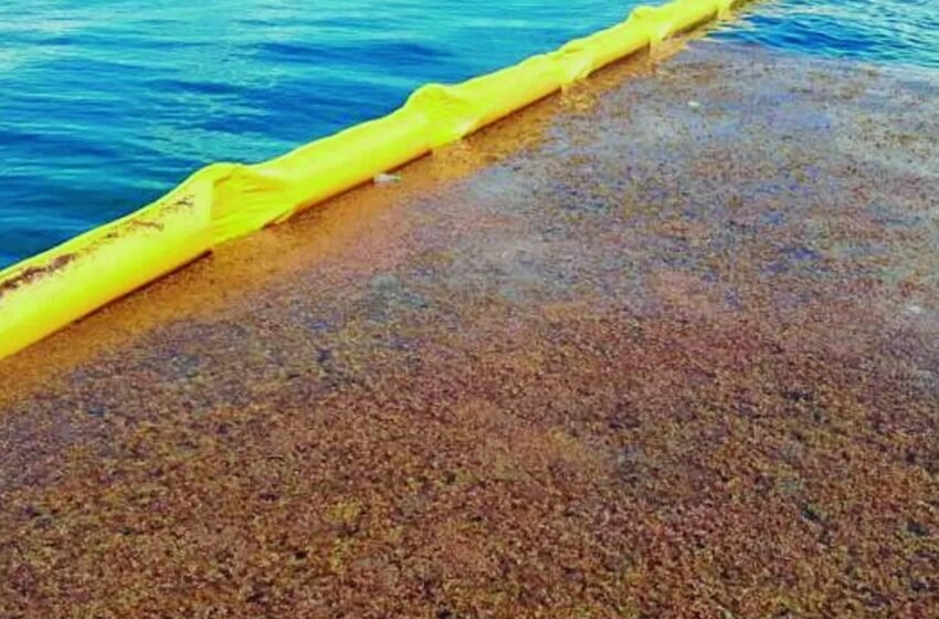  Cancún instalará 400 metros de barreras antisargazo para proteger sus playas en 2026