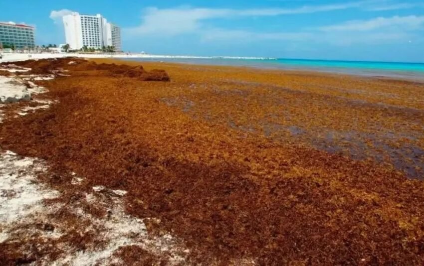  Sargazo en Quintana Roo: más del 50% de las playas están en semáforo rojo por recale masivo
