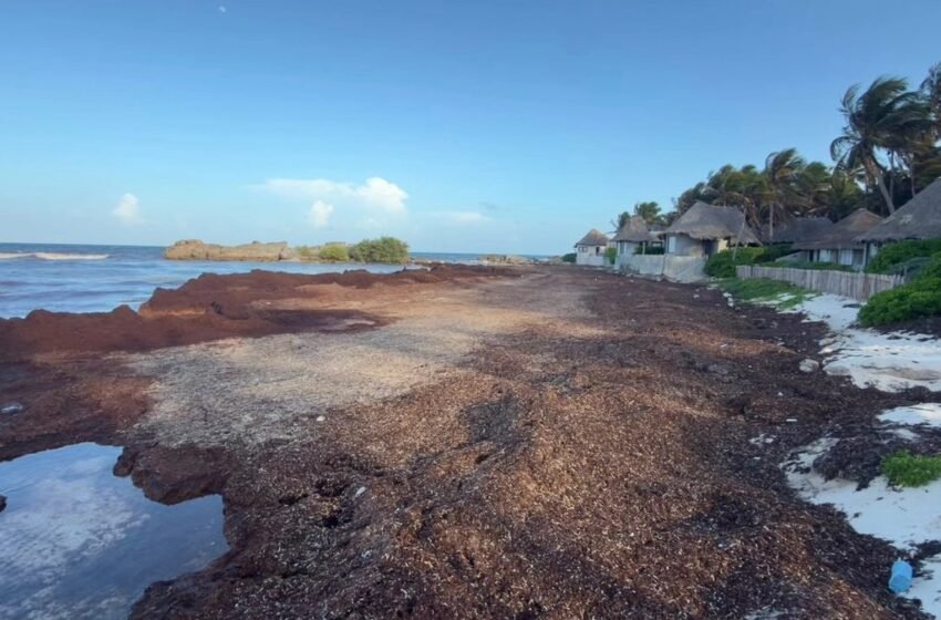  El 92.5% de las playas de Quintana Roo registra niveles excesivos de sargazo
