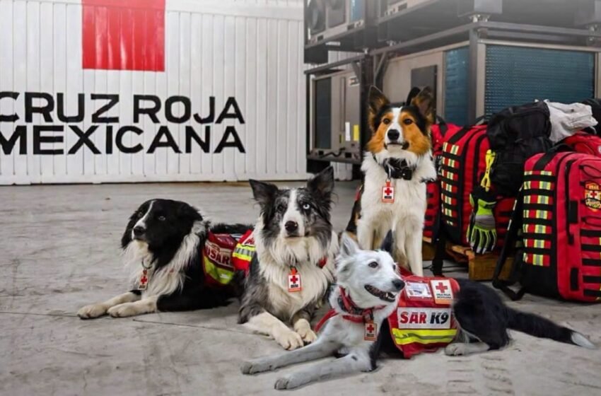  Estos son los 22 binomios caninos mexicanos que ayudan en Venezuela tras los devastadores sismos