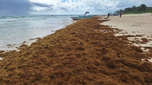  Sargazo invade 35 playas de Quintana Roo con niveles excesivos; Tulum, la zona más afectada