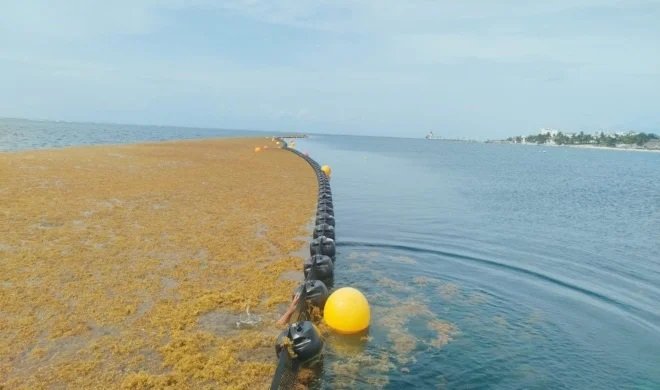  Marina ha recolectado más de 79 mil 900 toneladas de sargazo en Quintana Roo durante 2026