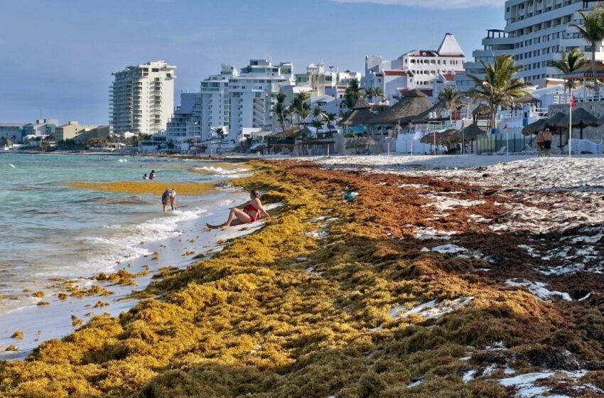  Sheinbaum alista nueva estrategia integral contra el sargazo en Quintana Roo; incluirá equipo de científicos