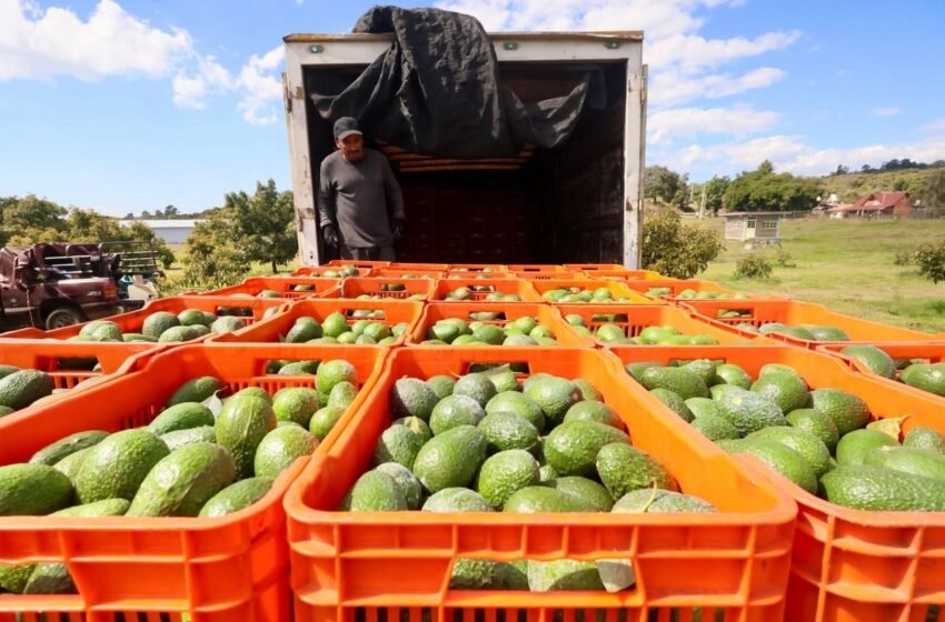  Estados Unidos suspende exportación de aguacate de Michoacán por amenazas contra personal del USDA