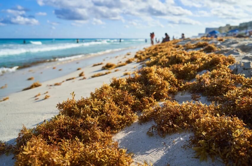  Cancún destina 26 millones de pesos para estudio de recuperación de playas