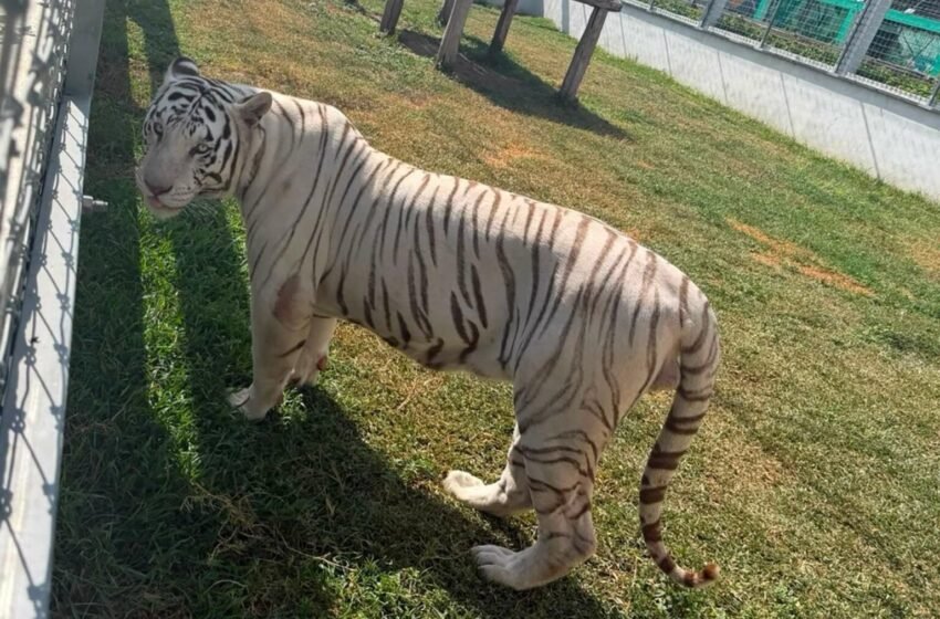  Decomisan 135 animales exóticos y 68 mil litros de diésel en cinco inmuebles de Tamaulipas