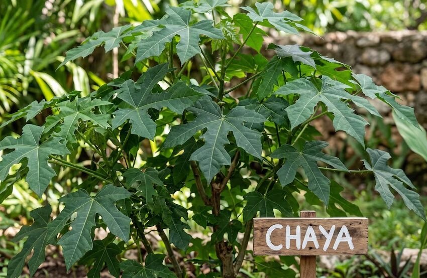  Chaya: la “espinaca maya” rica en hierro que puedes cultivar en casa
